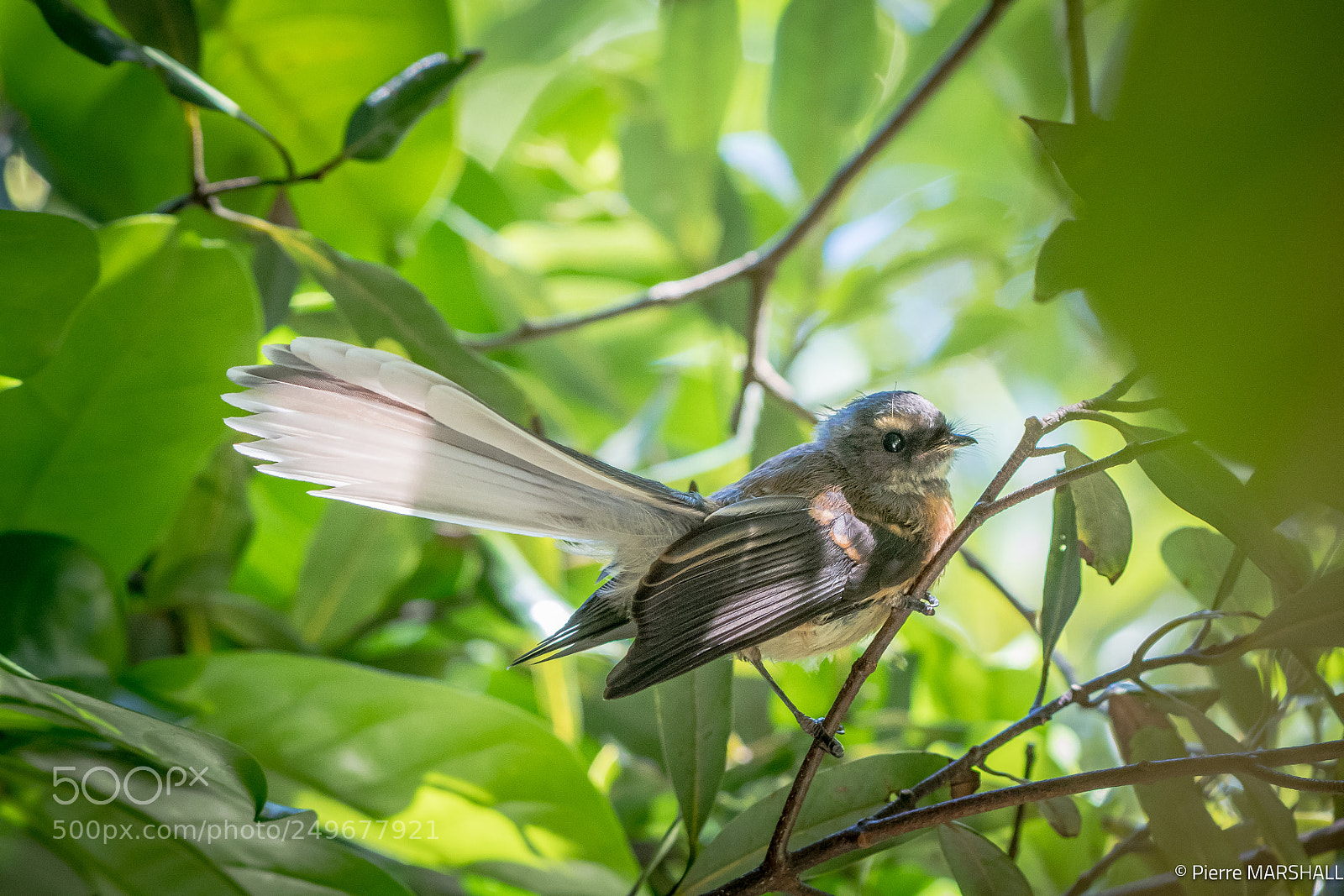 Nikon D500 sample photo. New zealand fantail photography