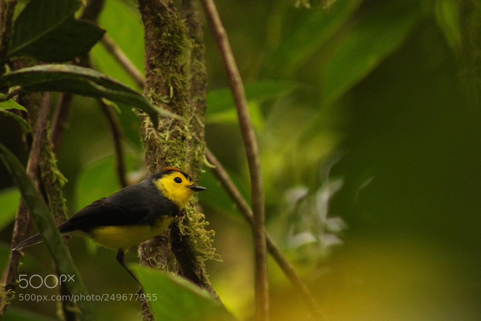 Canon EOS 700D (EOS Rebel T5i / EOS Kiss X7i) sample photo. Redstart photography