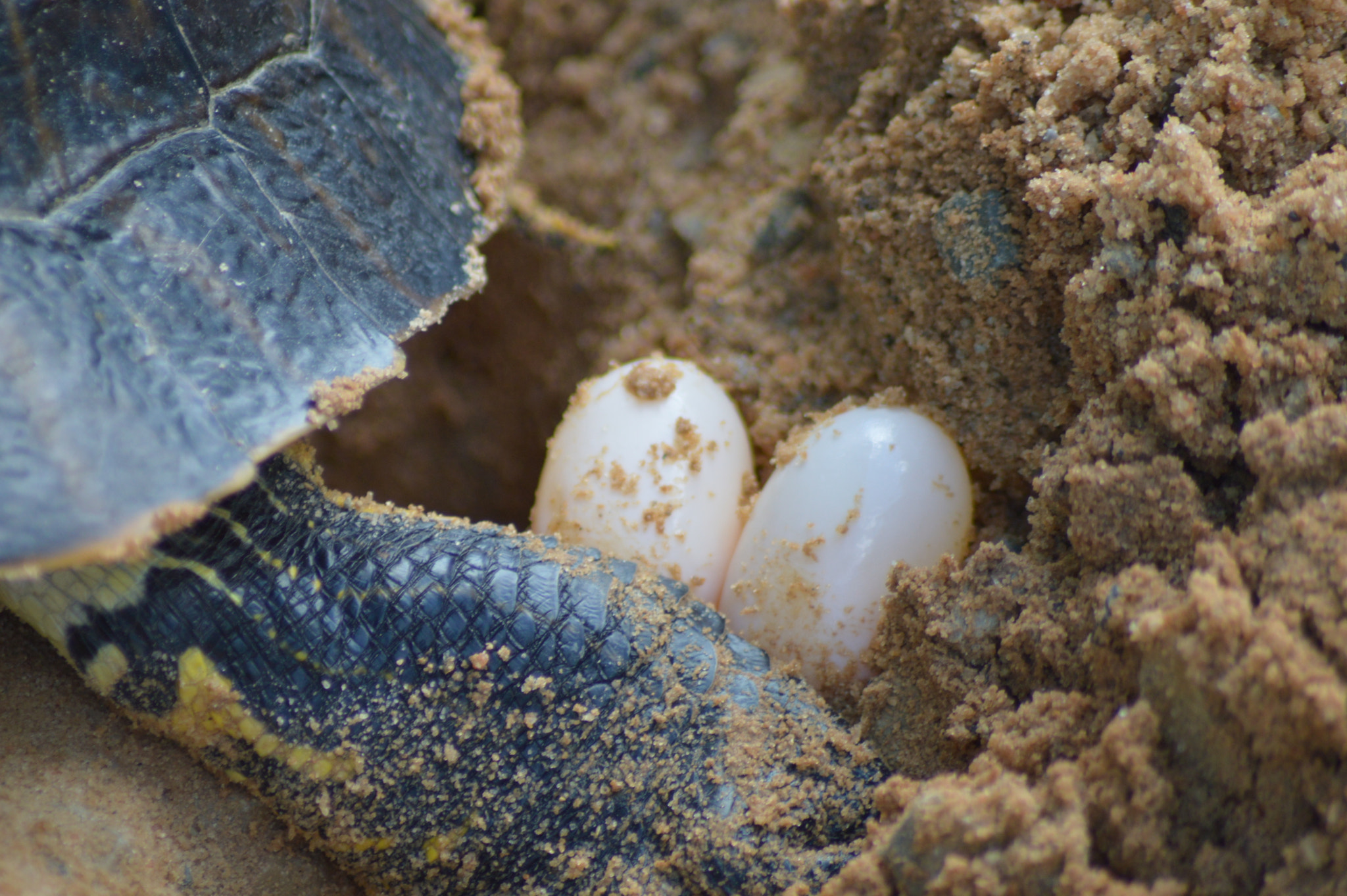 Nikon D3200 + Nikon AF Nikkor 70-300mm F4-5.6G sample photo. Turtle eggs photography