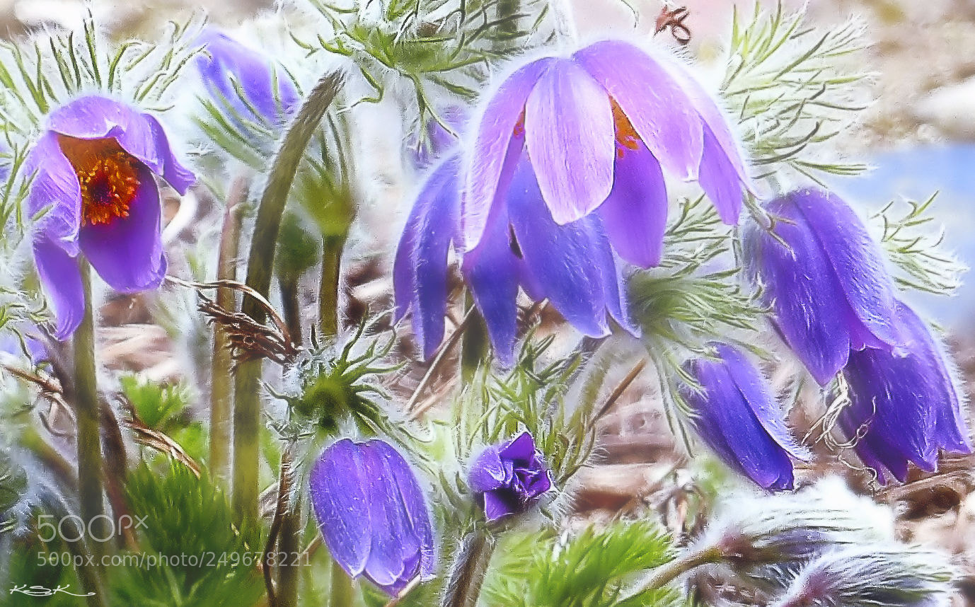Panasonic Lumix DMC-FZ200 sample photo. Purple party photography