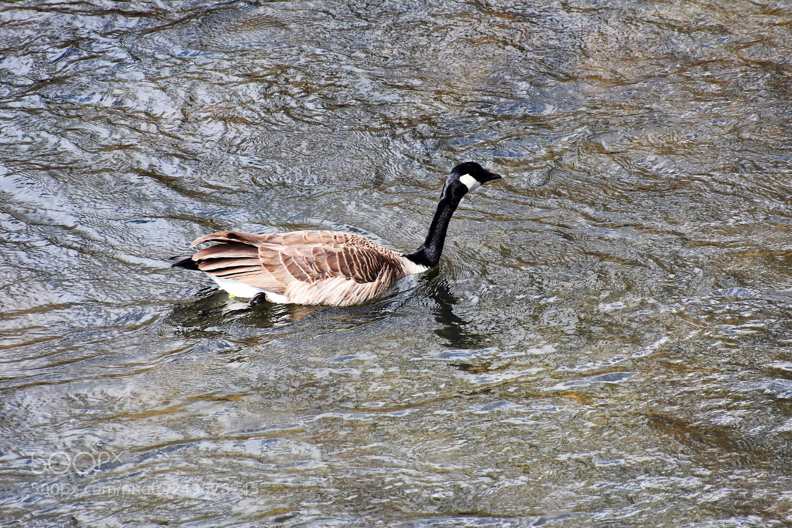 Nikon D3400 sample photo. Wild life, fighter jet photography