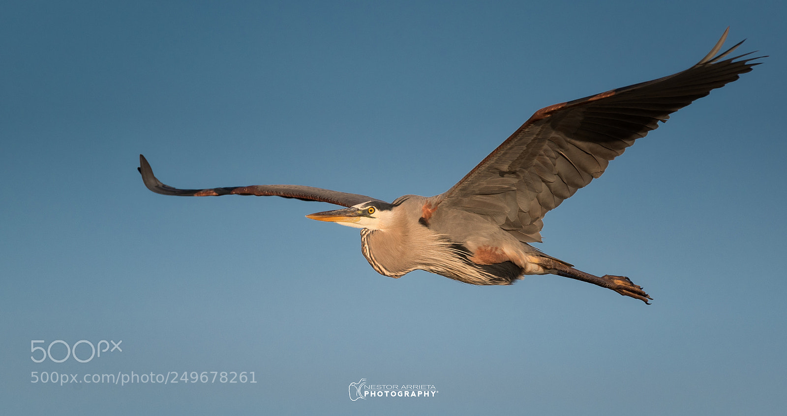Canon EOS-1D X Mark II sample photo. Big blue heron photography