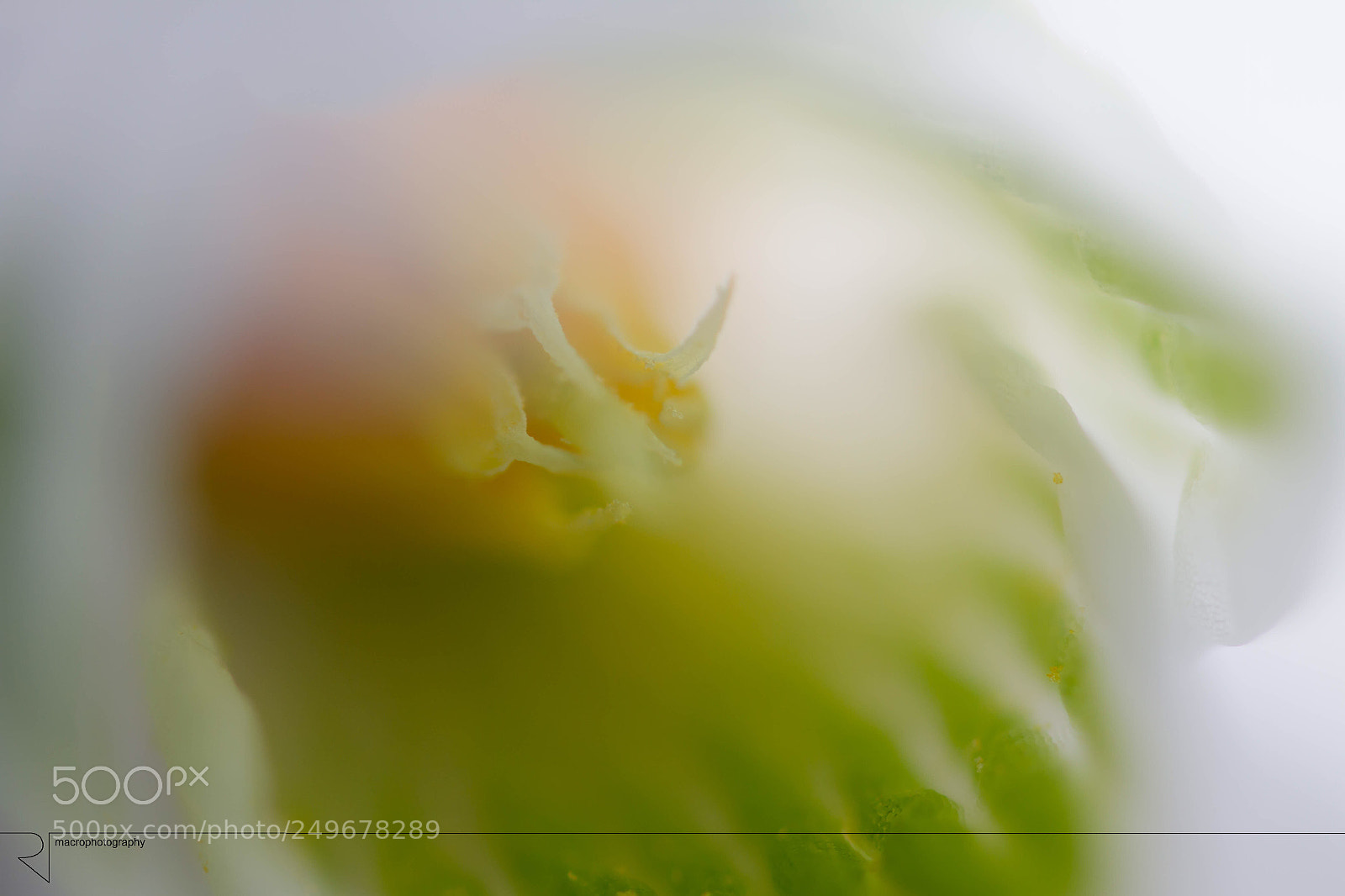 Canon EOS 7D sample photo. Soft flower photography