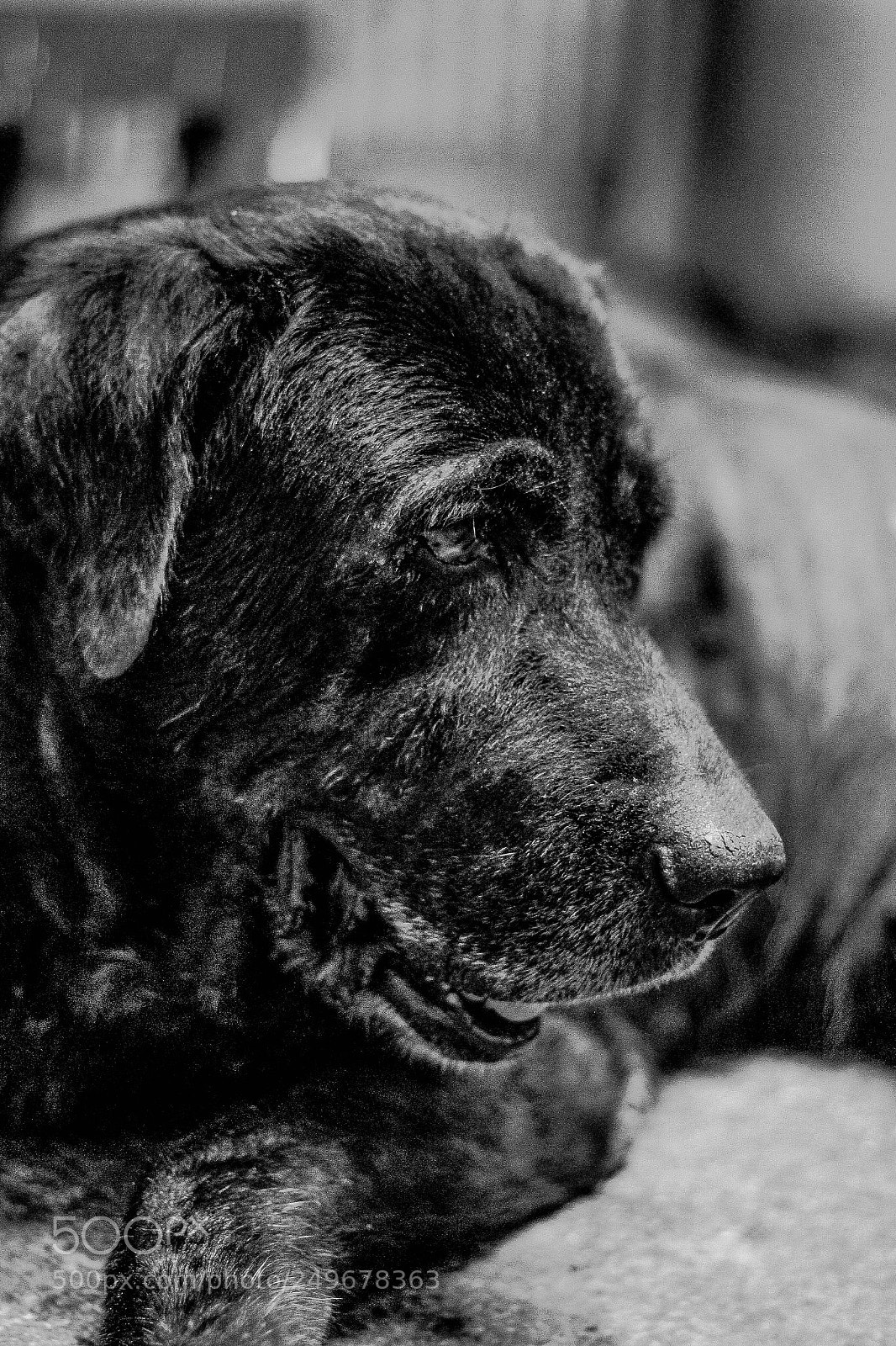 Canon EOS 1300D (EOS Rebel T6 / EOS Kiss X80) sample photo. Black. photography