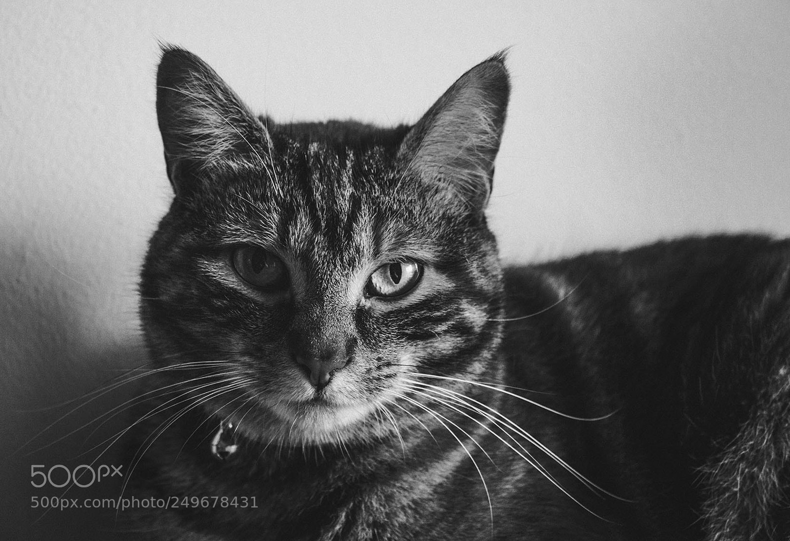 Canon EOS 50D sample photo. Not amused photography