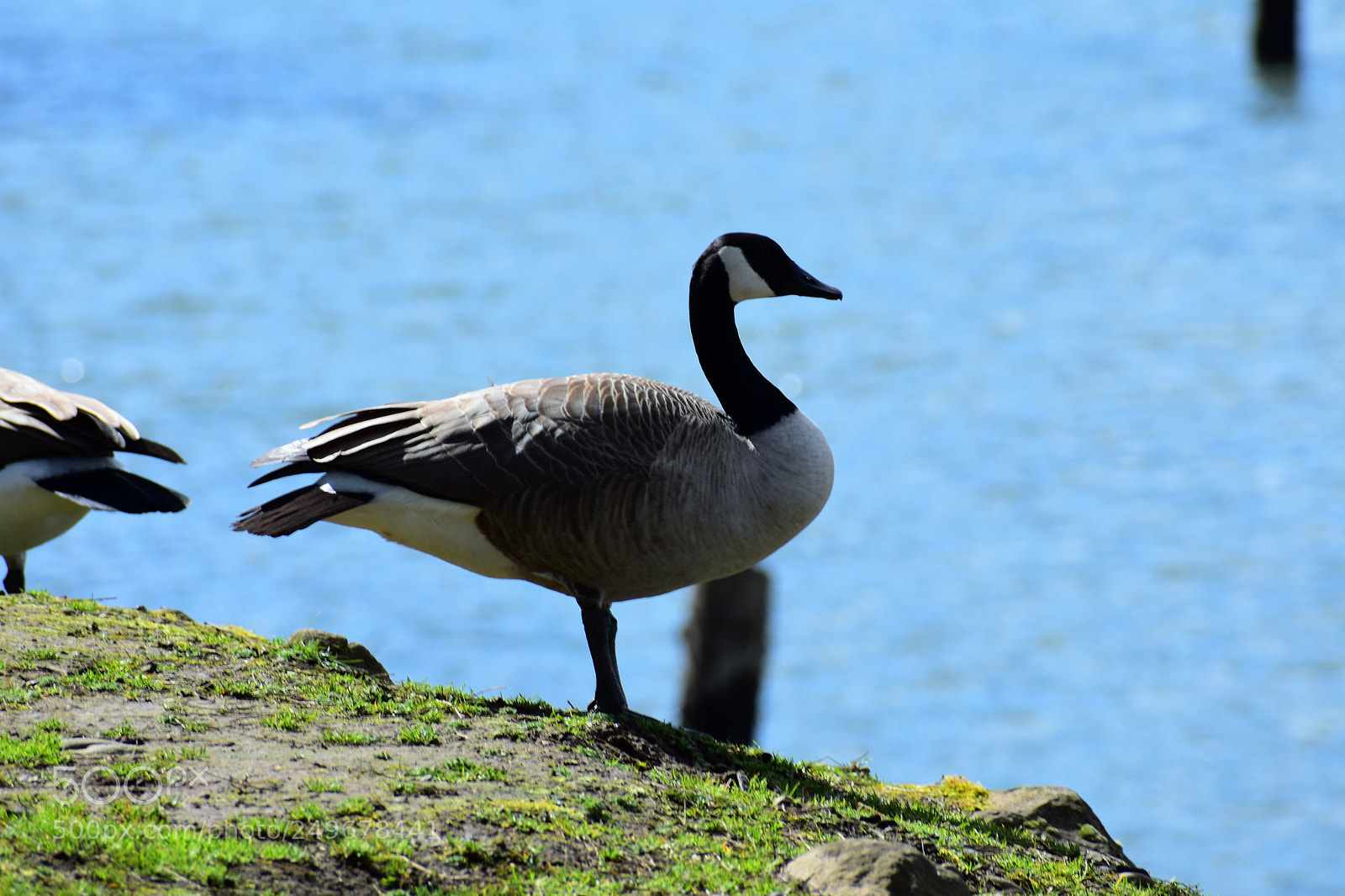 Nikon D3400 sample photo. Wild life, fighter jet photography