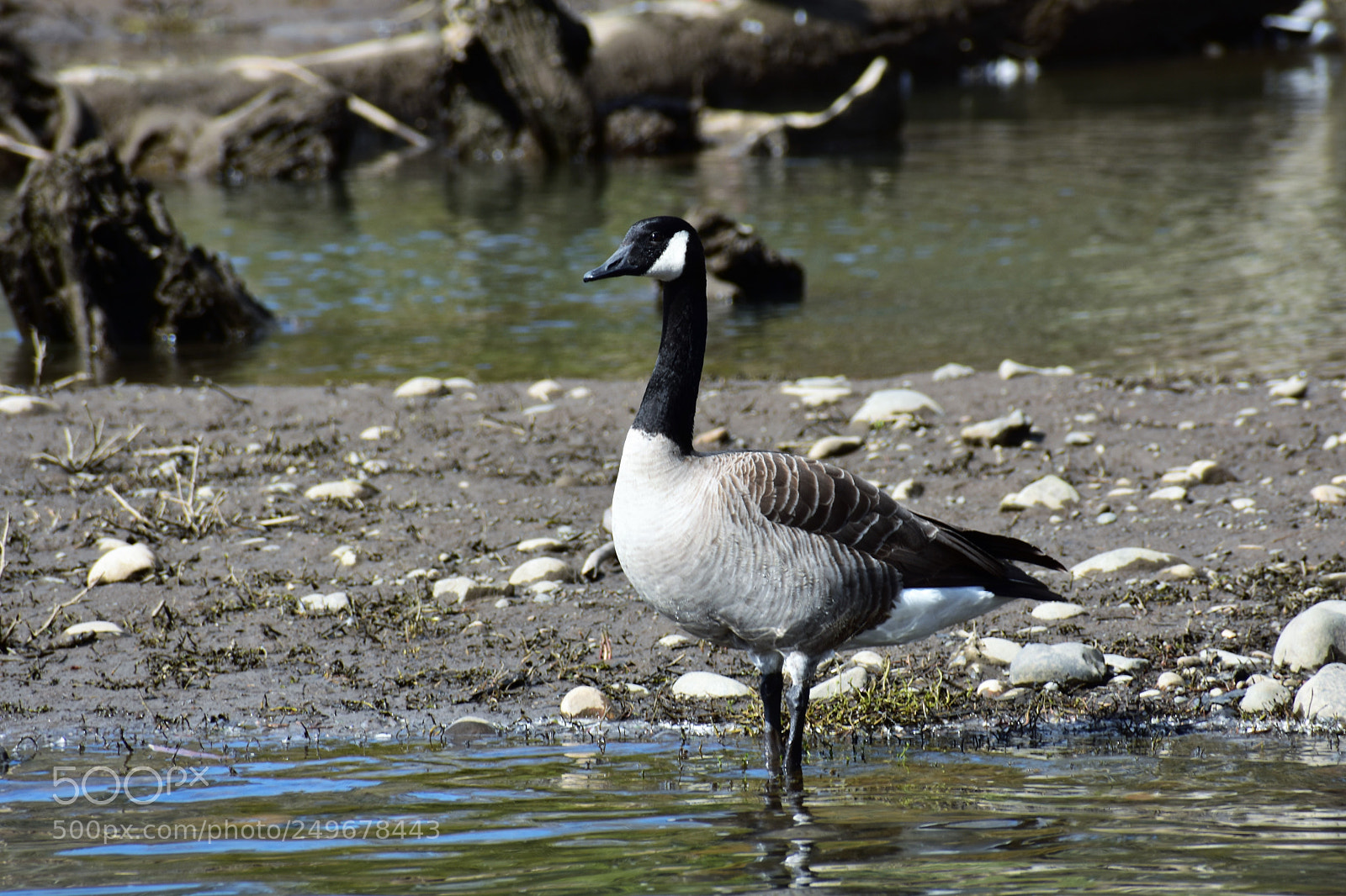 Nikon D3400 sample photo. Wild life, fighter jet photography