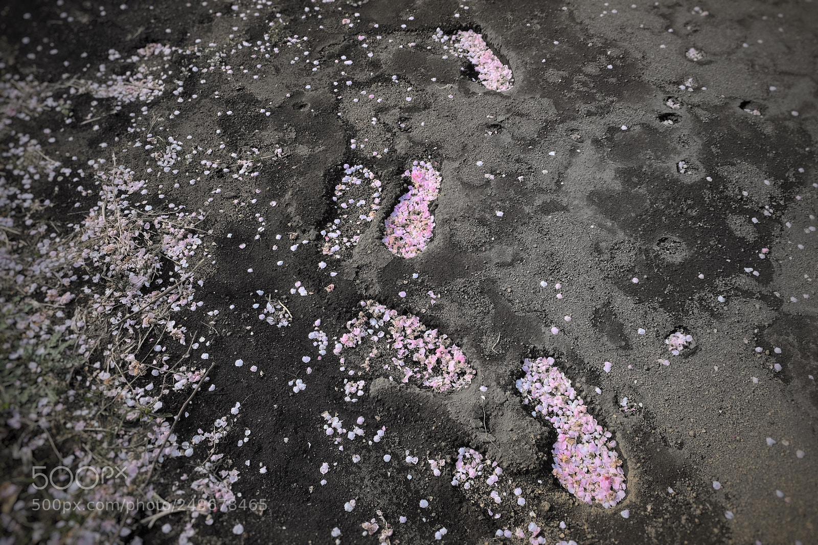 Fujifilm X-T20 sample photo. Spring footprints photography