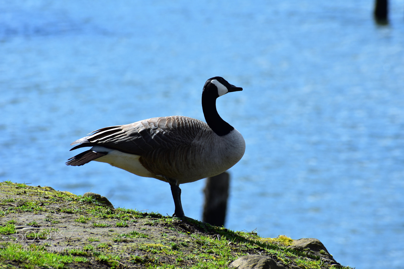Nikon D3400 sample photo. Wild life, fighter jet photography