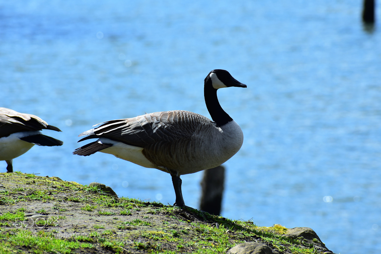 Nikon D3400 sample photo. Wild life, fighter jet photography