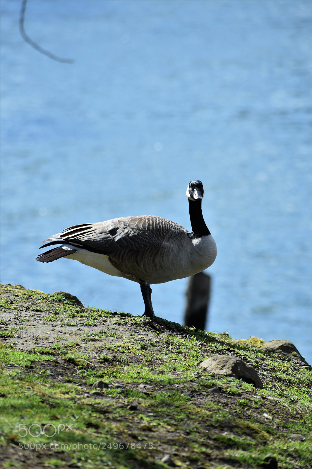 Nikon D3400 sample photo. Wild life, fighter jet photography