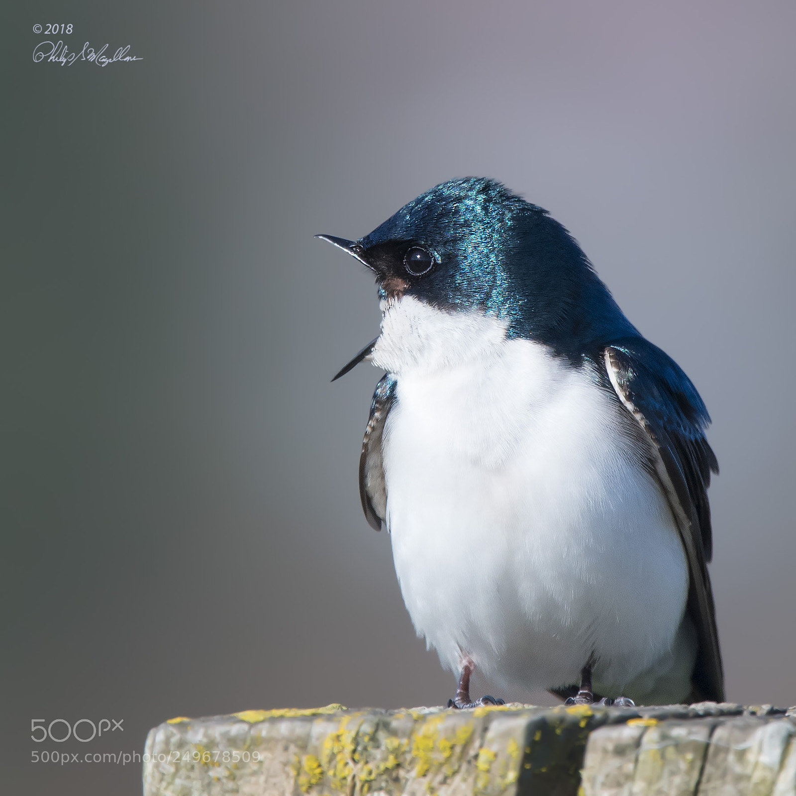 Nikon D500 sample photo. Tree swallow calling photography