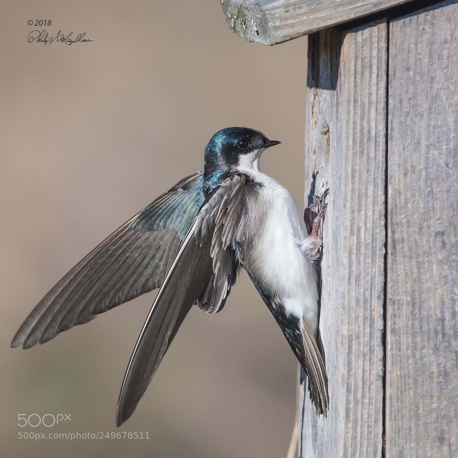 Nikon D500 sample photo. Tree swallow at nest photography
