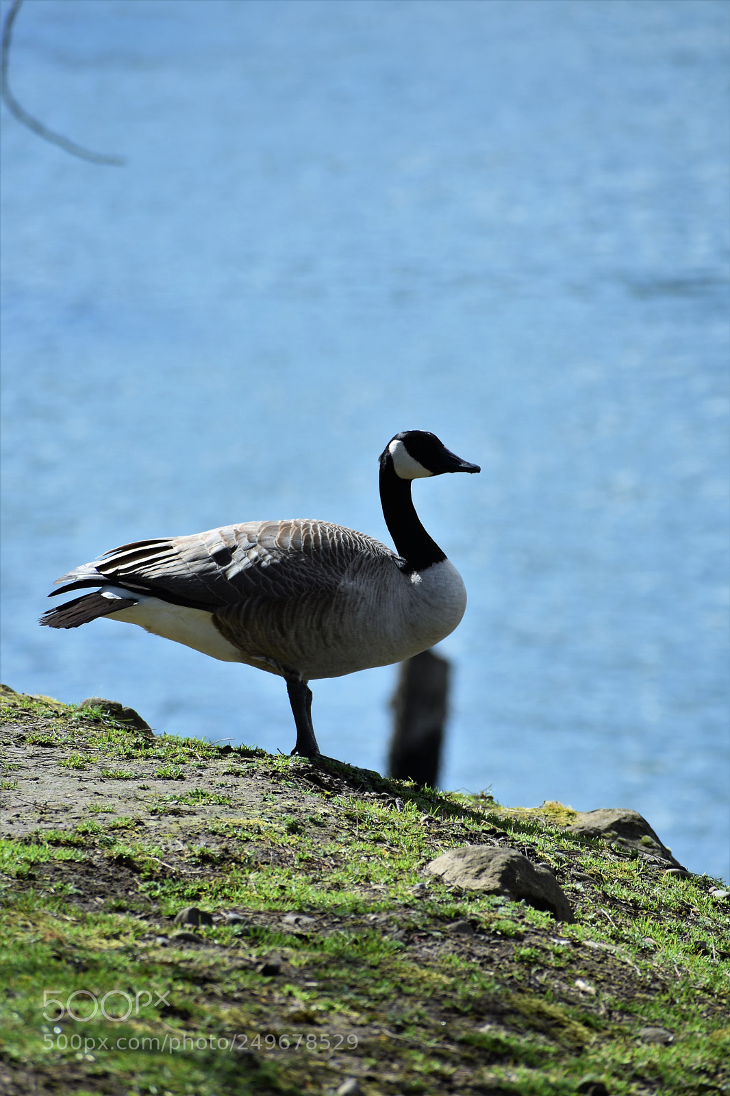 Nikon D3400 sample photo. Wild life, fighter jet photography