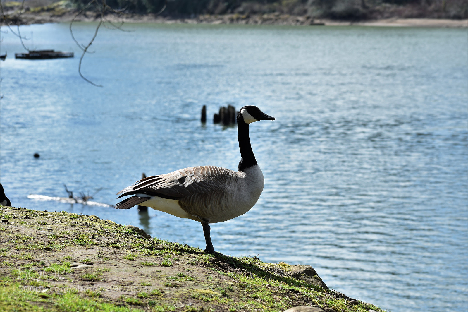Nikon D3400 sample photo. Wild life, fighter jet photography