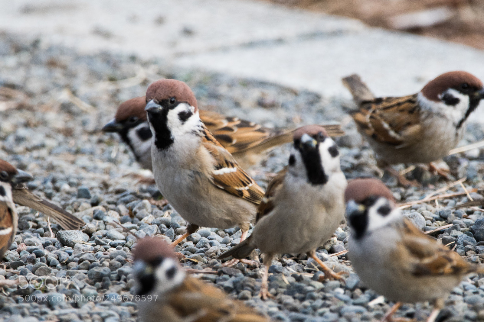 Nikon D500 sample photo. 雀軍団 photography