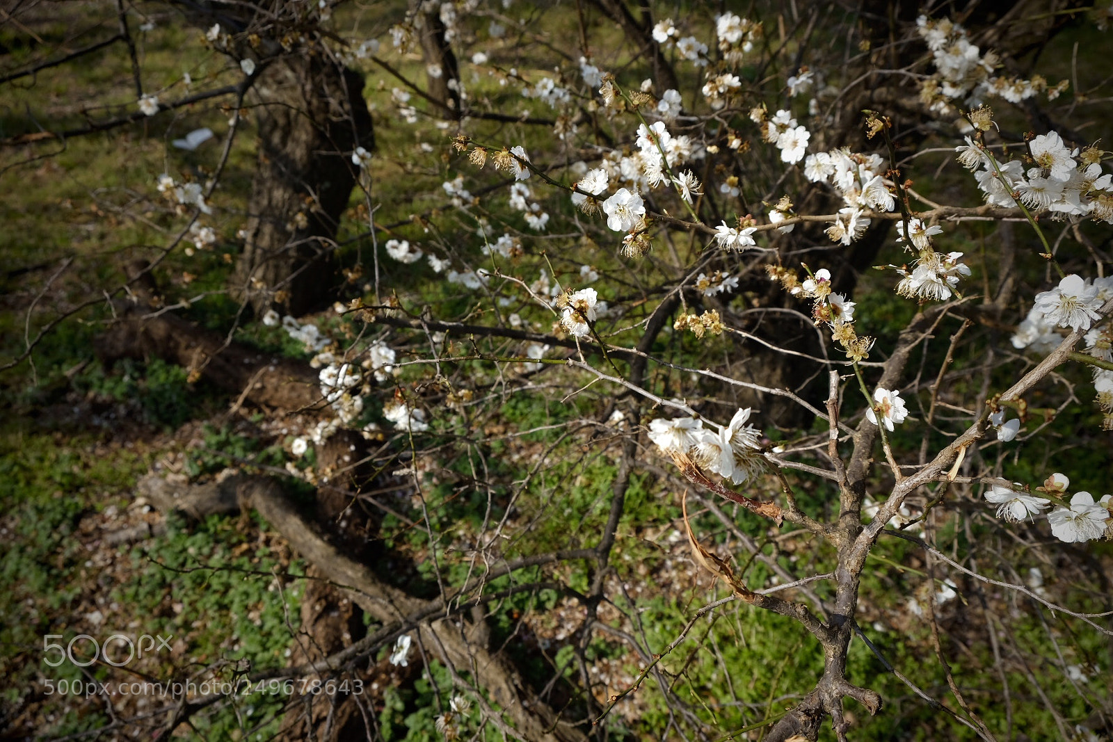 Fujifilm X-T20 sample photo. Fallen trees and flowers photography