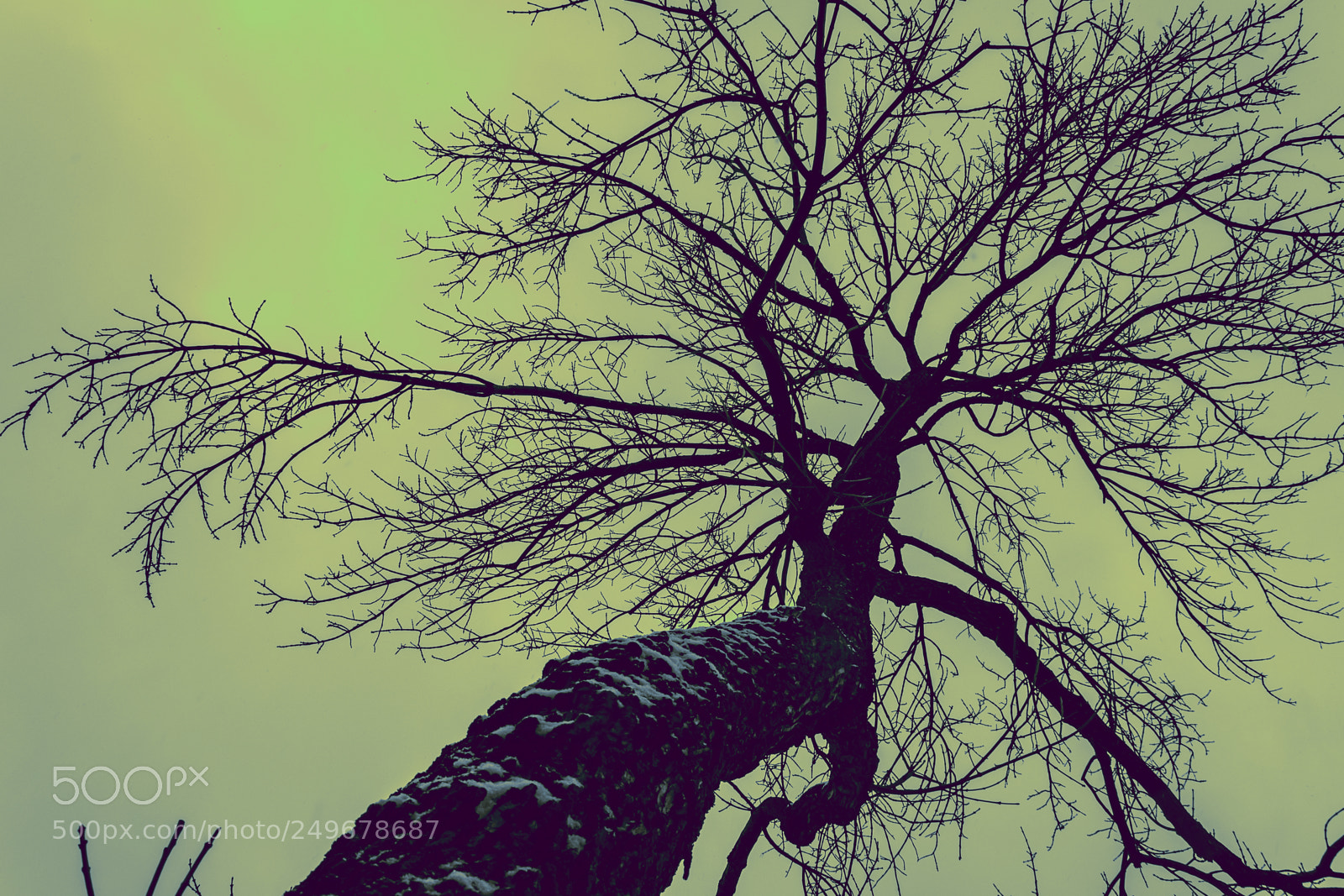 Nikon D7500 sample photo. Branches photography
