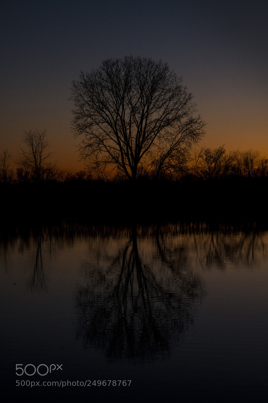 Nikon D500 sample photo. Reflection of a tree photography