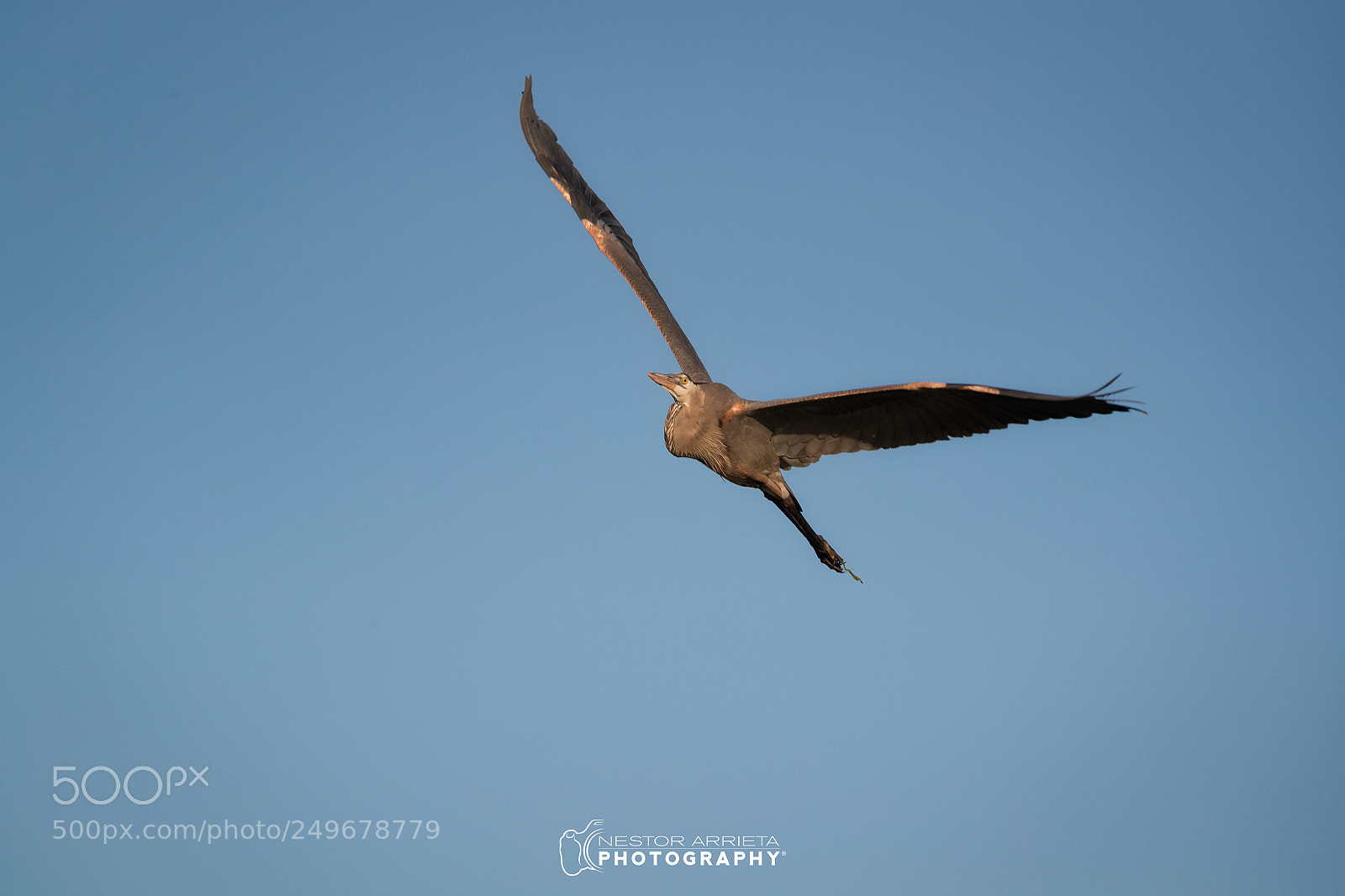 Canon EOS-1D X Mark II sample photo. Big blue photography