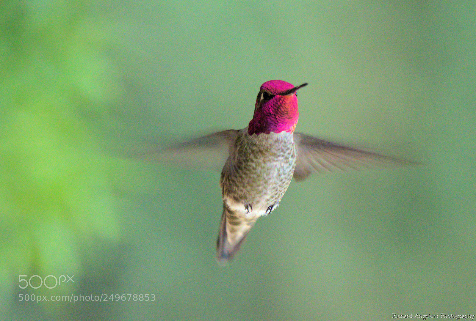 Nikon D7000 sample photo. Hummingbird hovering photography