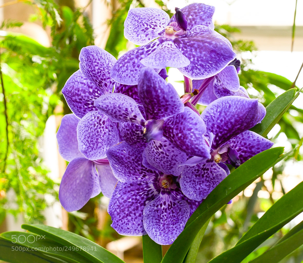 Nikon D7500 sample photo. Hothouse orchids photography