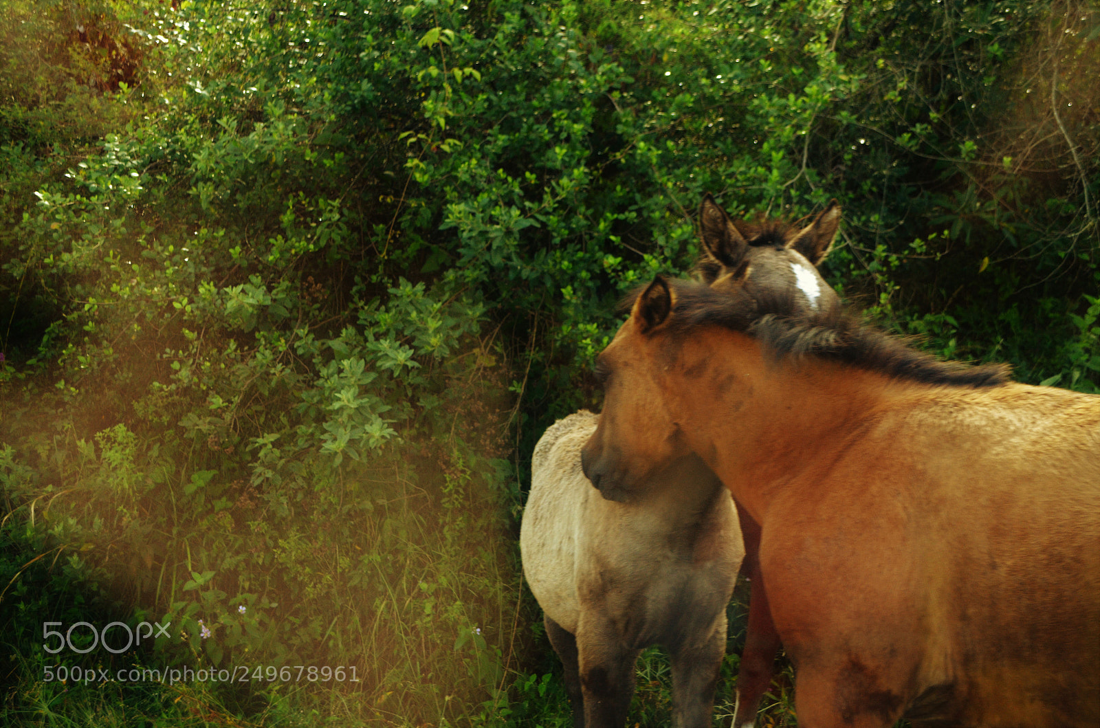 Nikon D5100 sample photo. Untitled photography