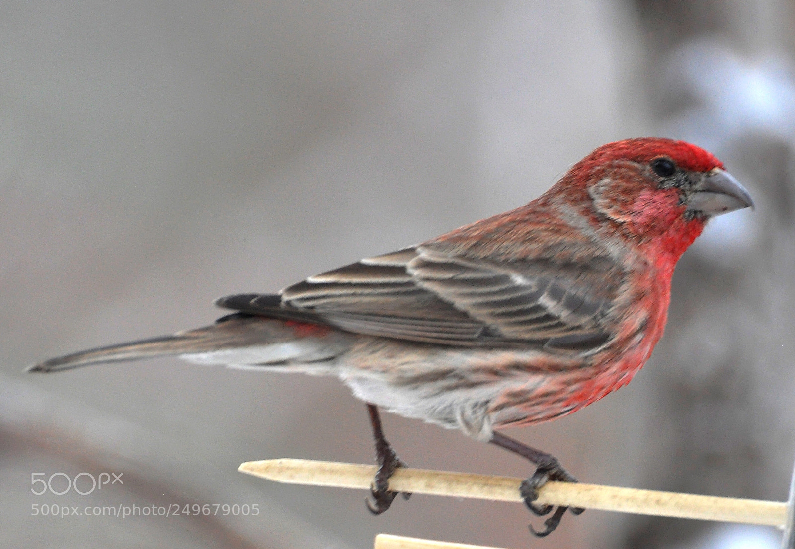 Nikon D90 sample photo. House finch photography