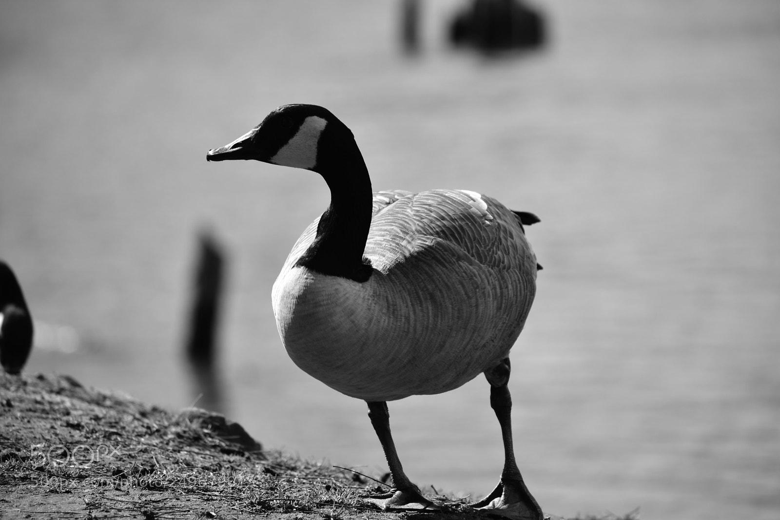 Nikon D3400 sample photo. Wild life, fighter jet photography