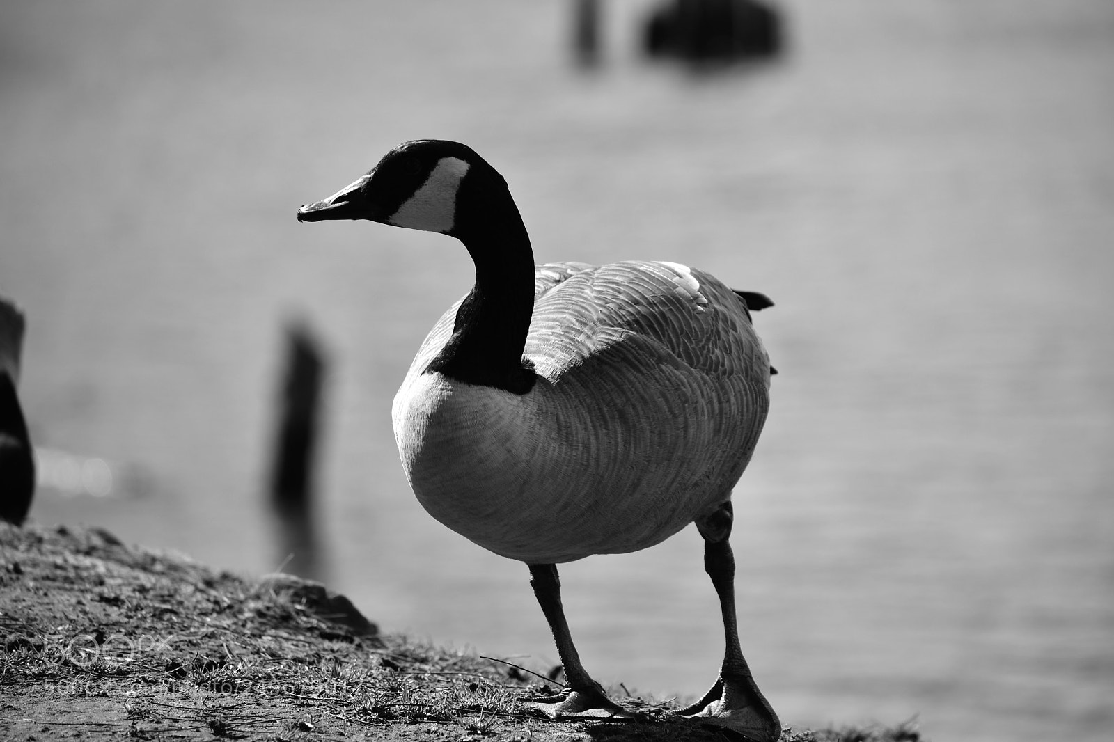 Nikon D3400 sample photo. Wild life, fighter jet photography