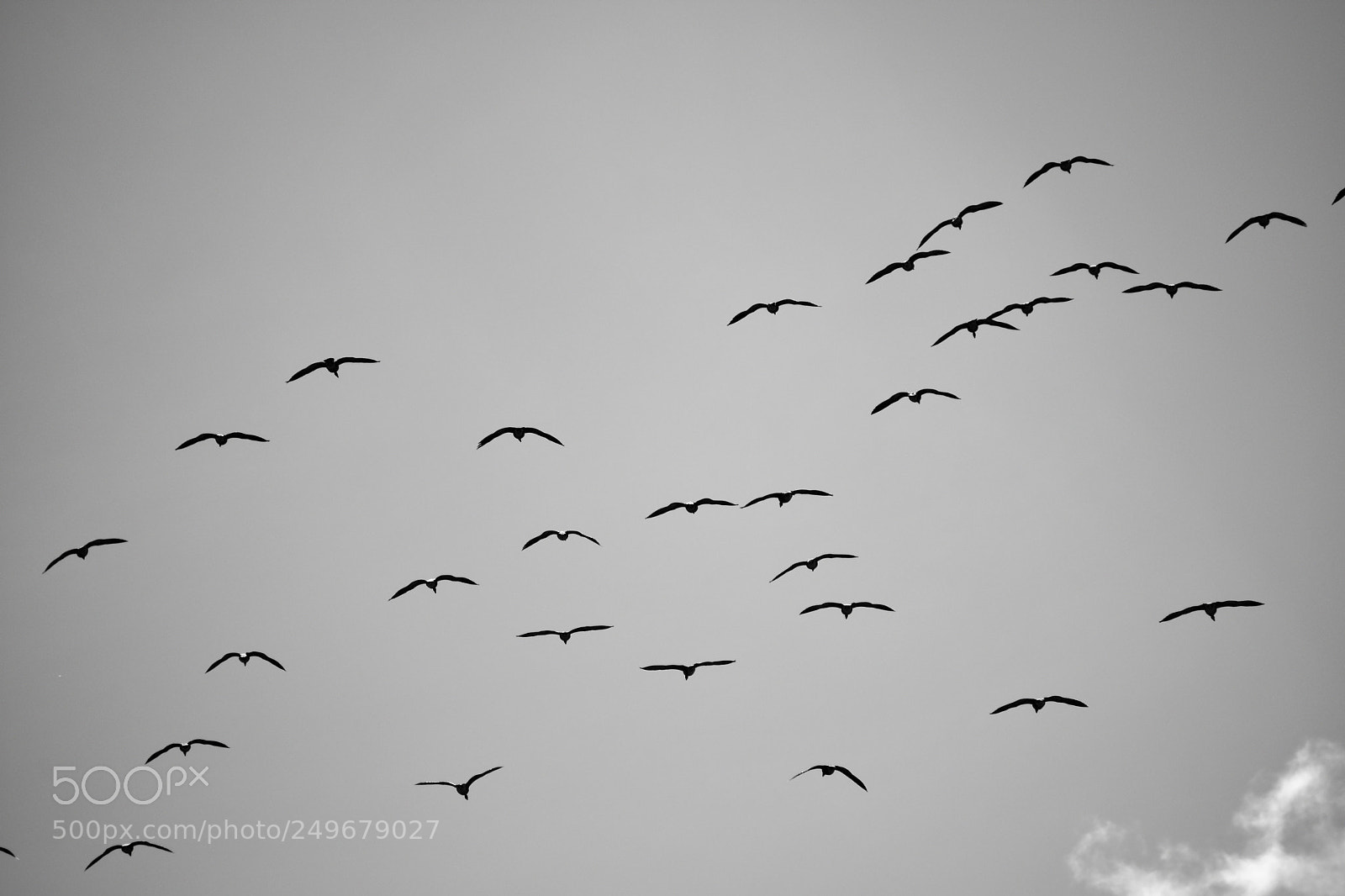 Nikon D3400 sample photo. Wild life, fighter jet photography