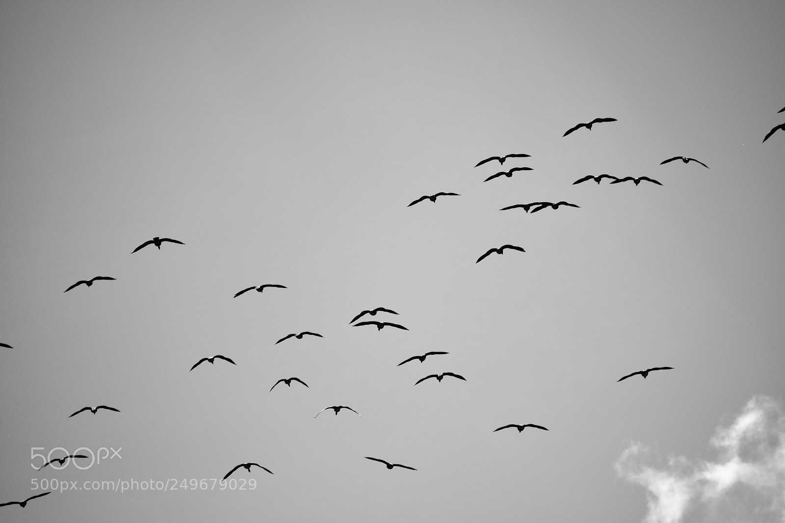 Nikon D3400 sample photo. Wild life, fighter jet photography
