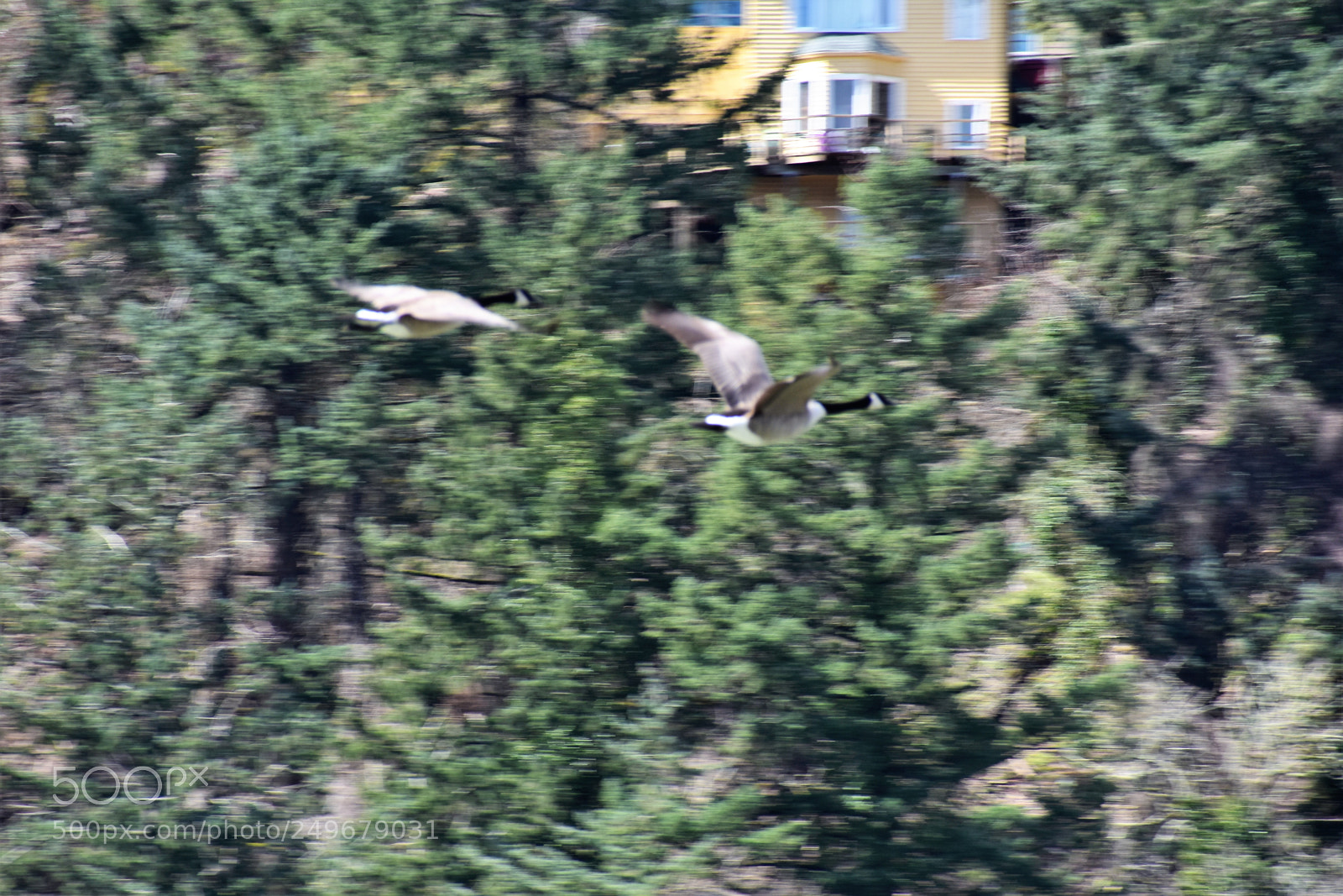 Nikon D3400 sample photo. Wild life, fighter jet photography