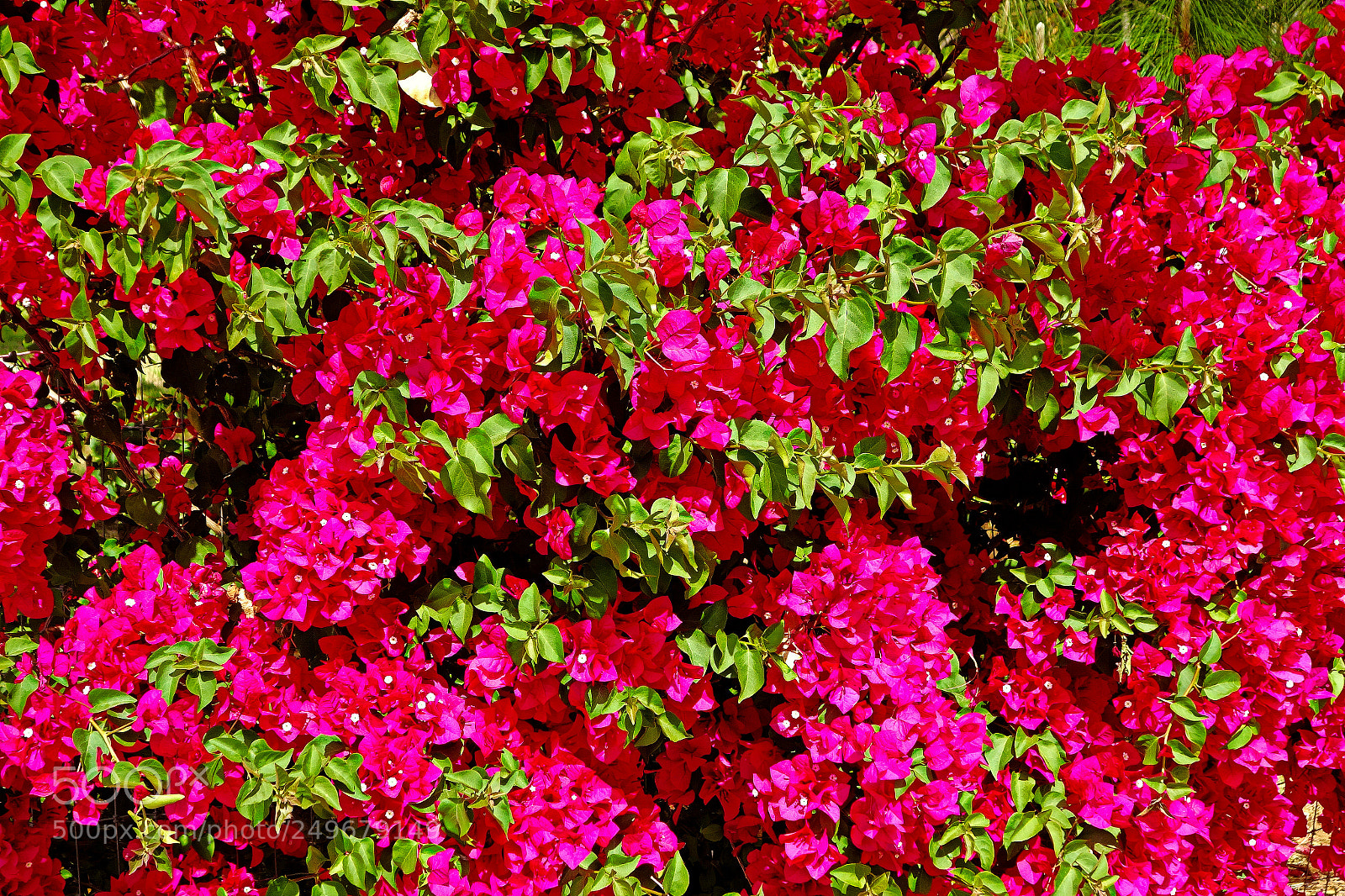 Sony Cyber-shot DSC-RX100 sample photo. Bougainvillea and foliage photography
