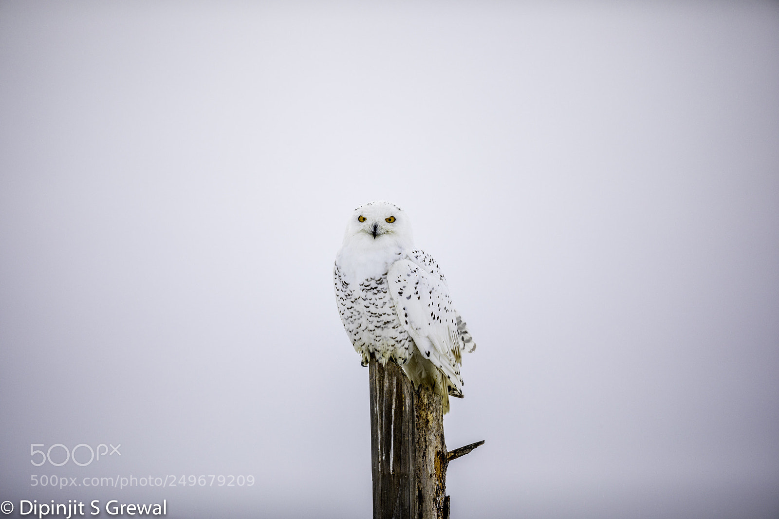 Canon EOS 5D Mark IV sample photo. Snowy owl perched photography