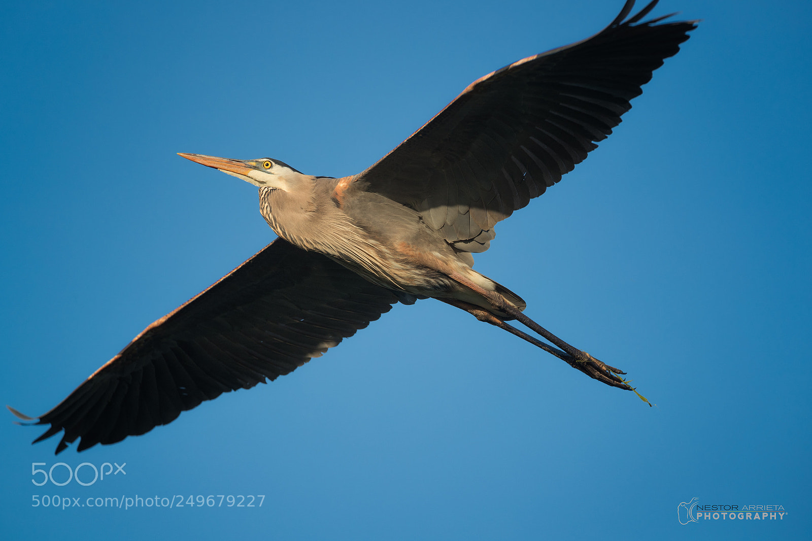 Canon EOS-1D X Mark II sample photo. Big heron photography