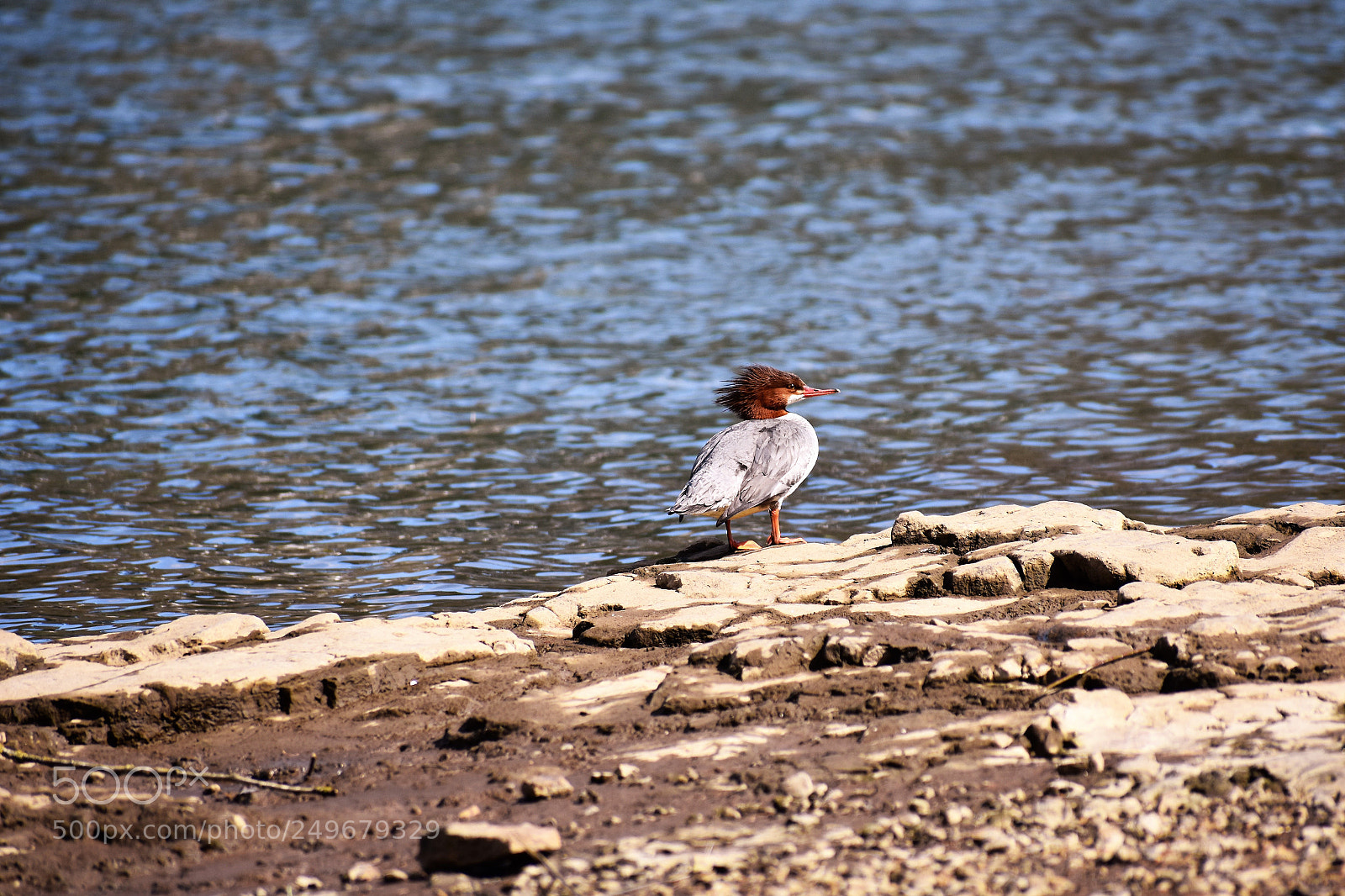 Nikon D3400 sample photo. Wild life, fighter jet photography