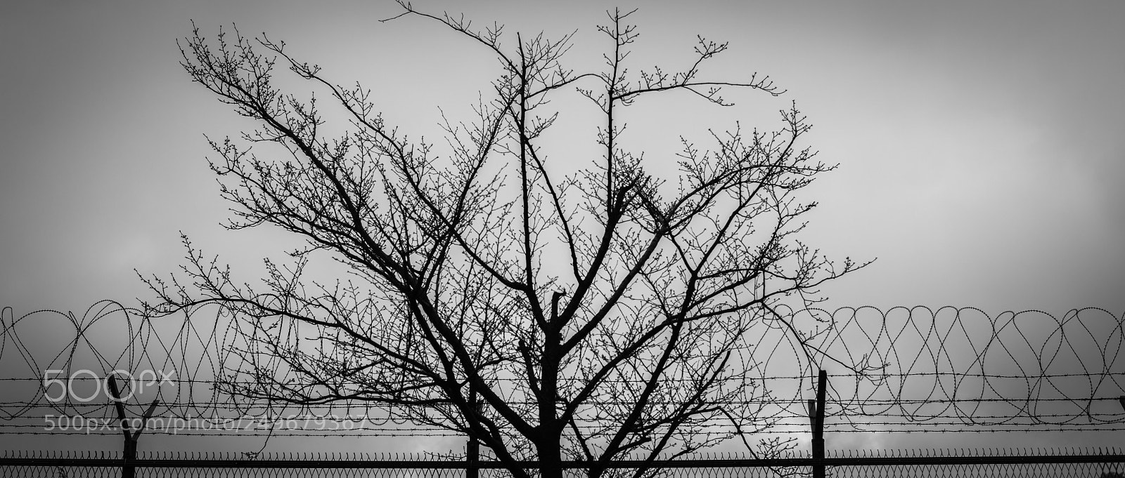 Nikon Df sample photo. Tree photography