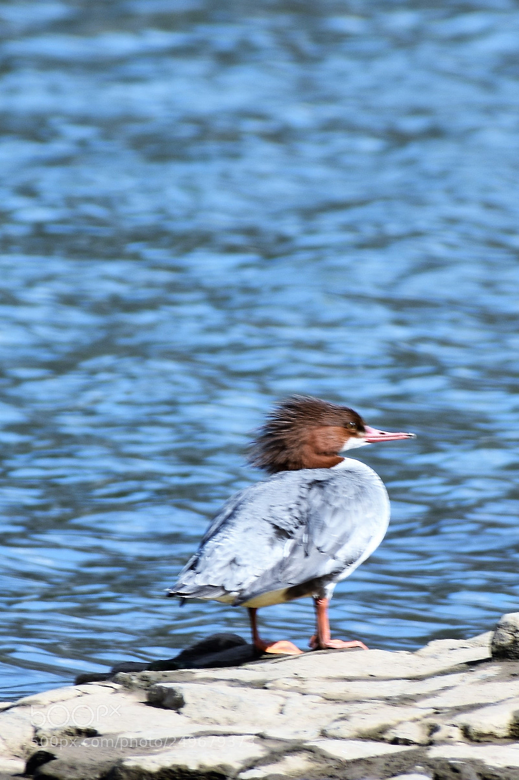 Nikon D3400 sample photo. Wild life, fighter jet photography