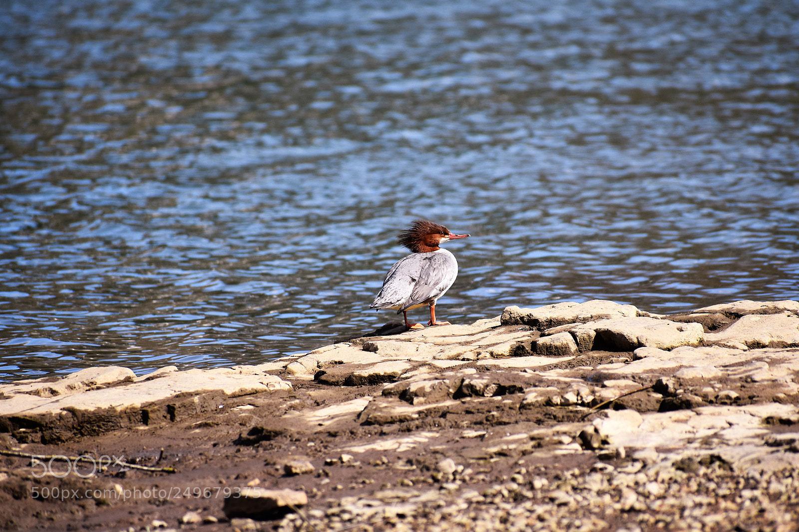 Nikon D3400 sample photo. Wild life, fighter jet photography