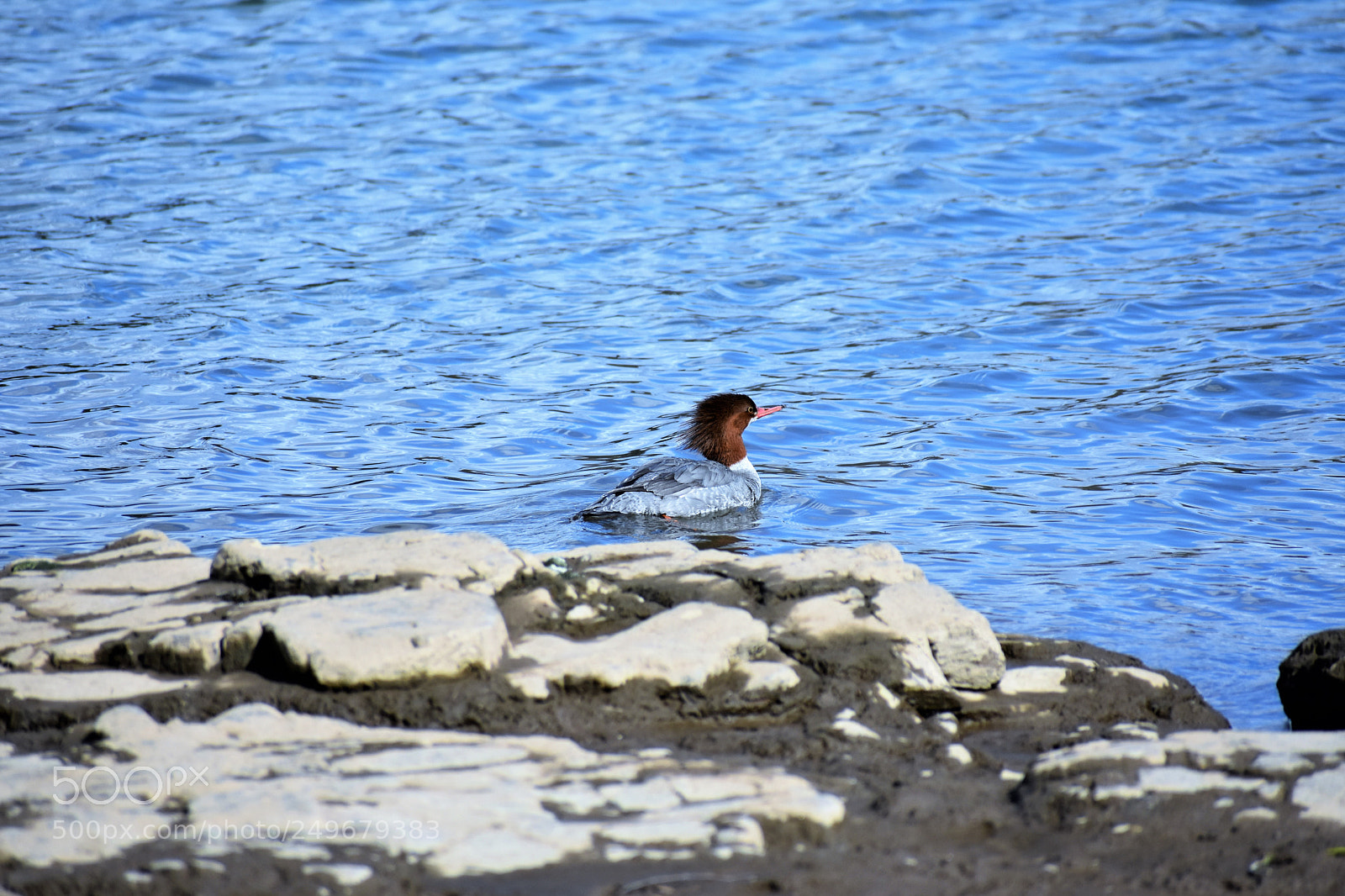 Nikon D3400 sample photo. Wild life, fighter jet photography