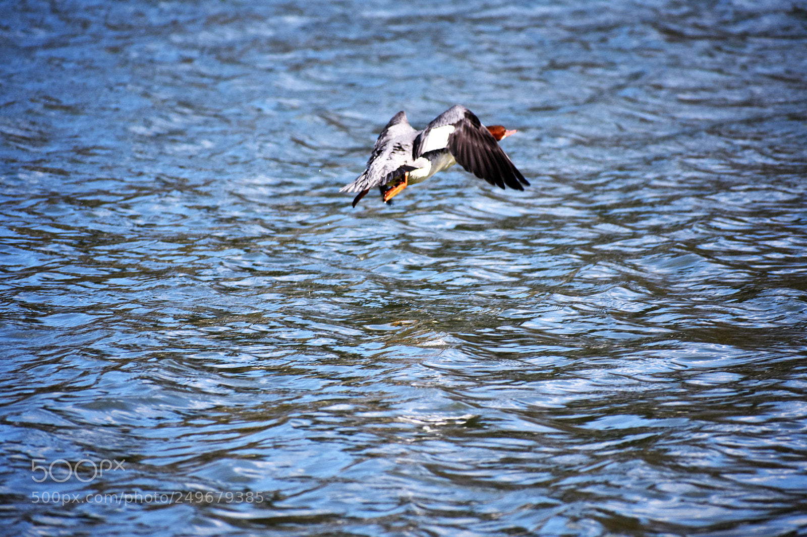 Nikon D3400 sample photo. Wild life, fighter jet photography