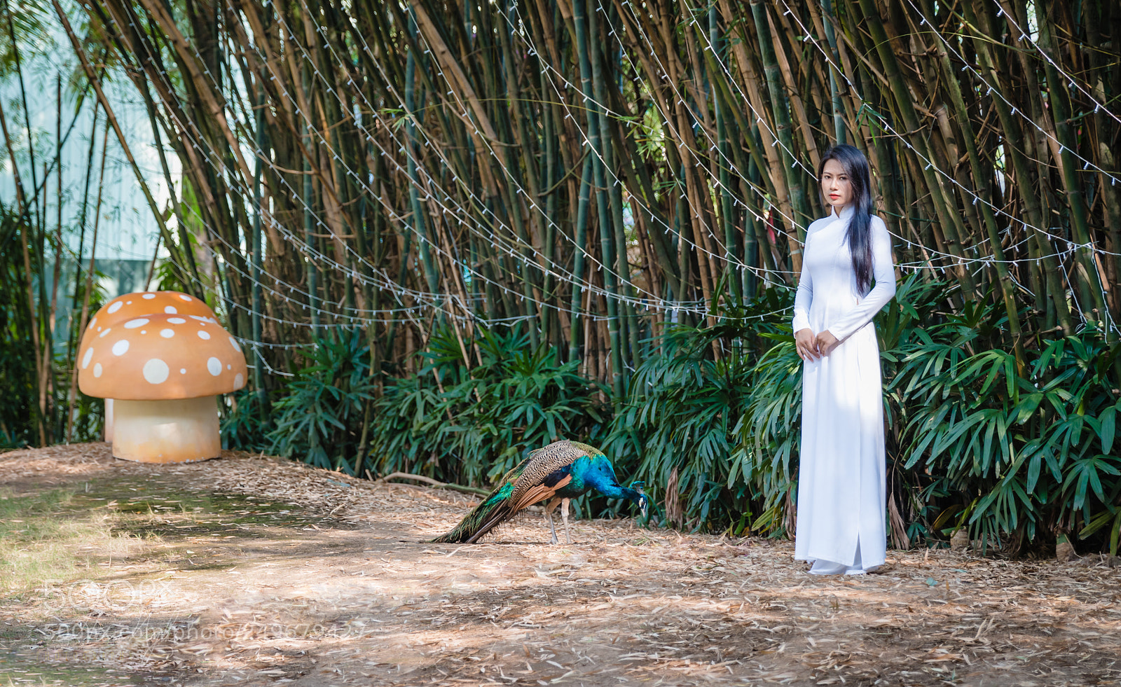 Canon EOS M5 sample photo. Peacock photography