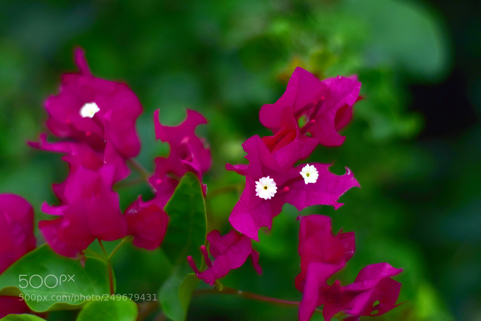 Nikon D5300 sample photo. Nilda photography