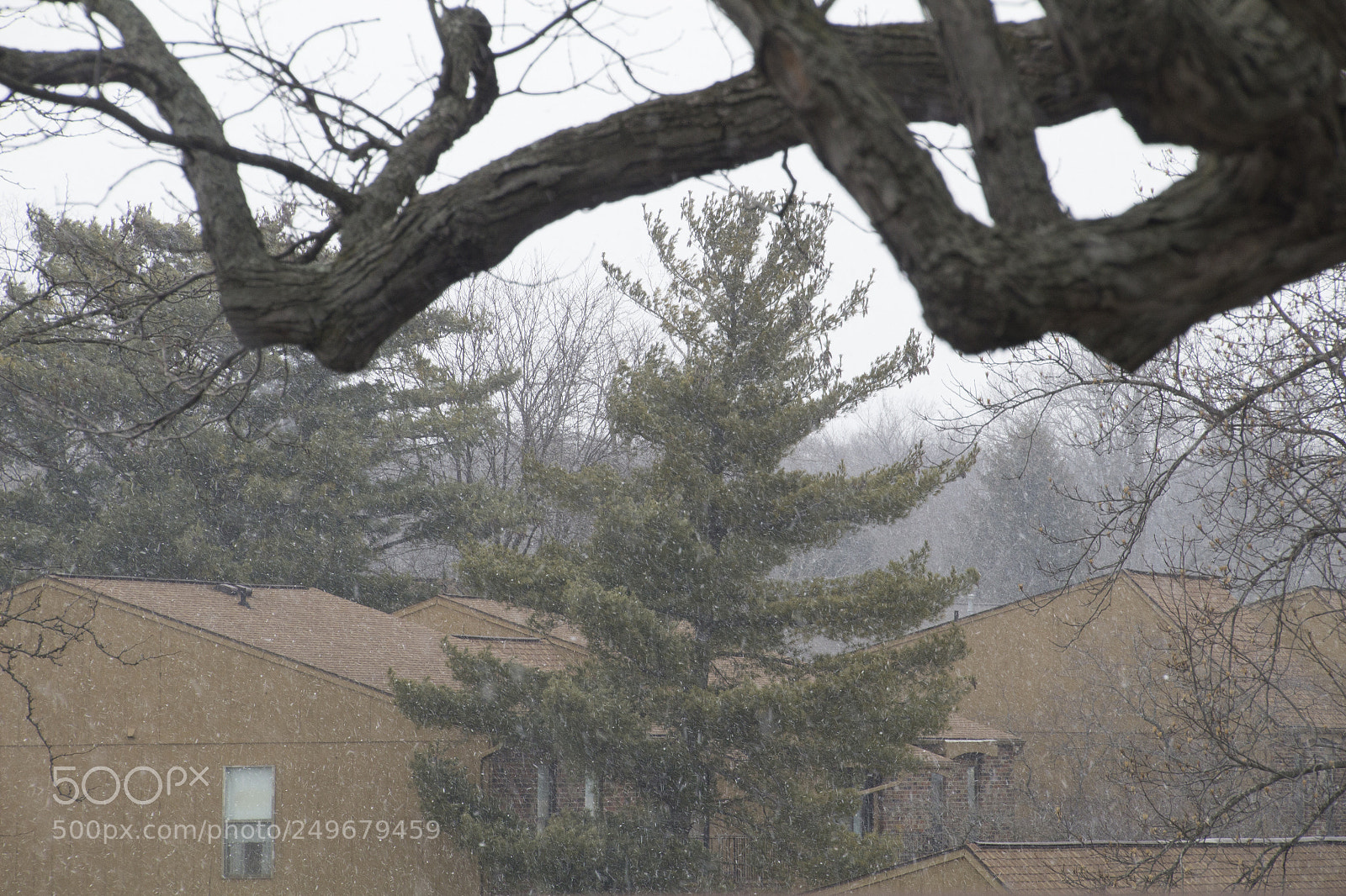 Canon EOS 1200D (EOS Rebel T5 / EOS Kiss X70 / EOS Hi) sample photo. Branches and homes in photography