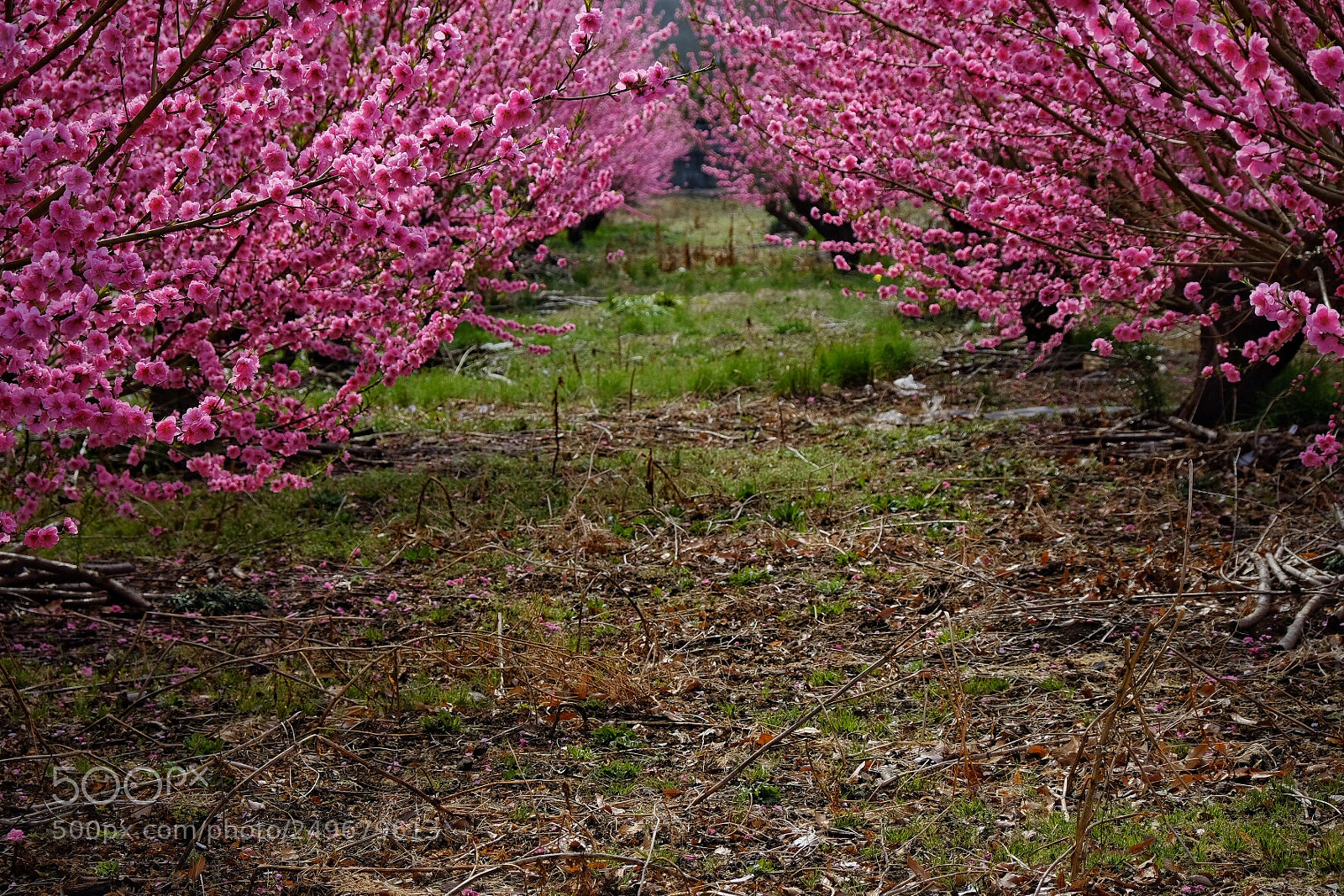 Fujifilm X-T20 sample photo. Pink curtain photography