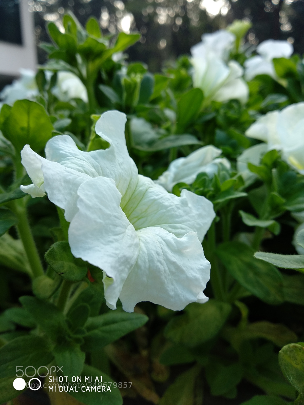 Xiaomi Mi A1 sample photo. Morning shine! photography