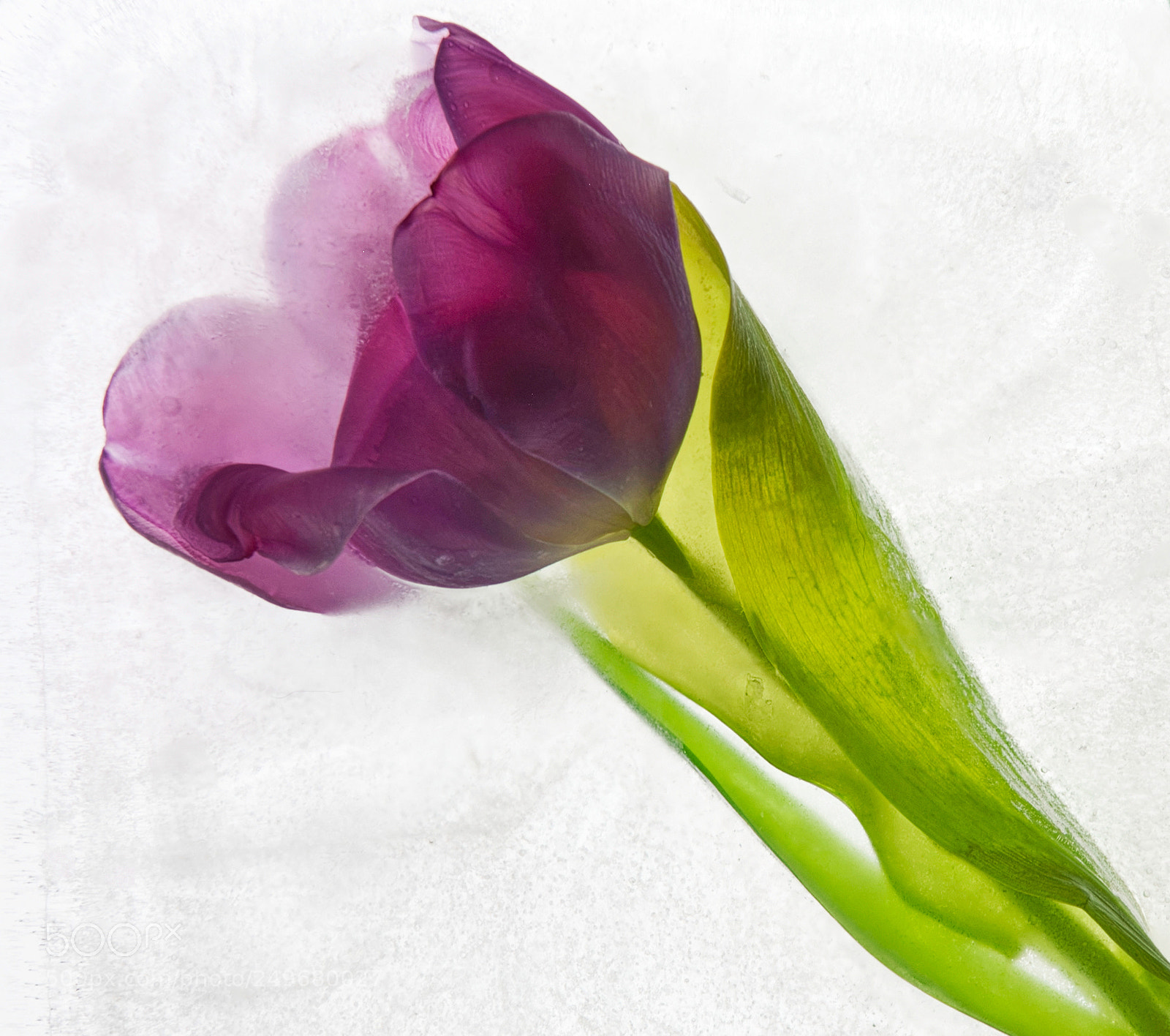Nikon D300 sample photo. Frozen love photography