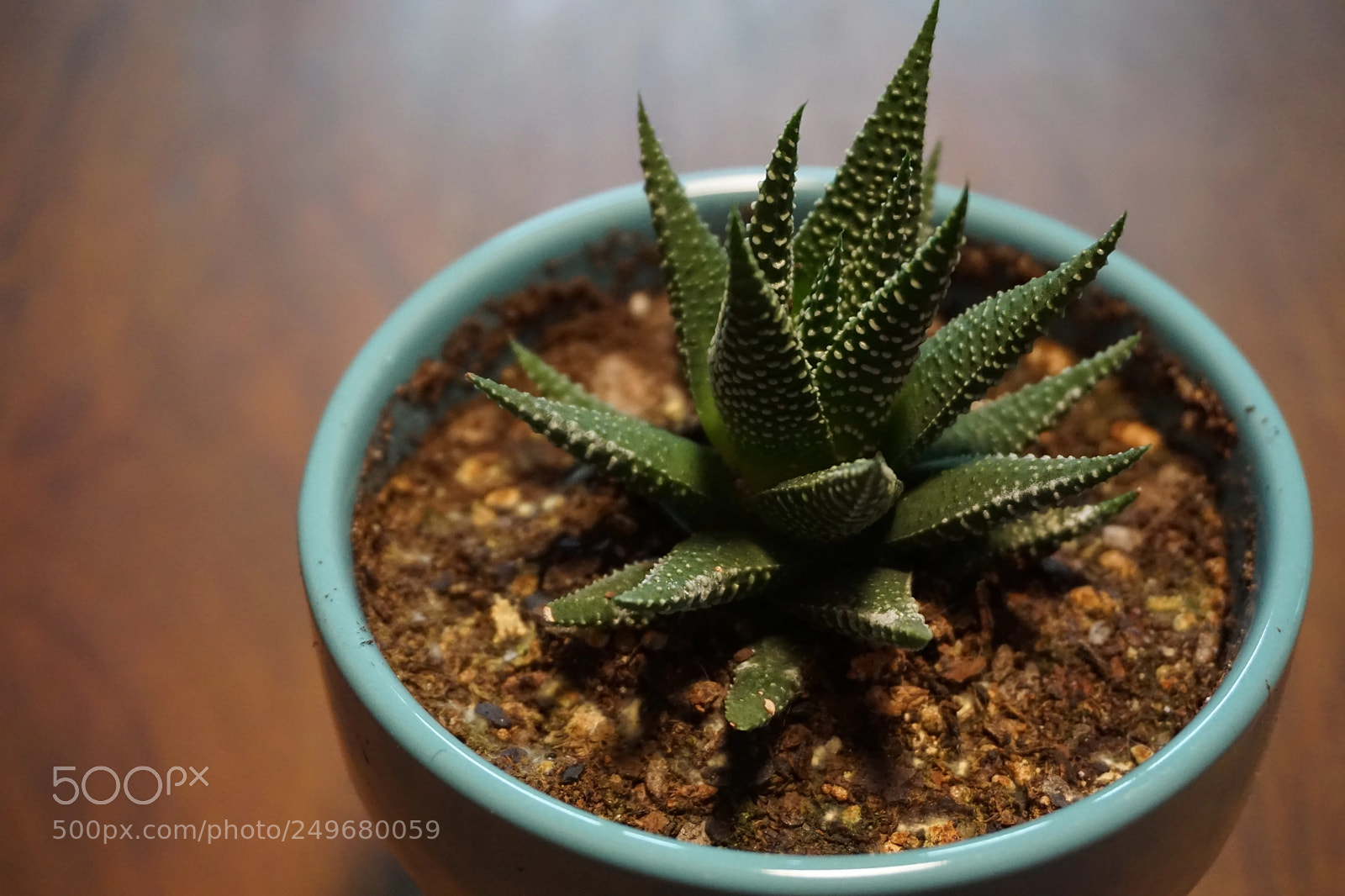 Sony a6000 sample photo. How thornia photography