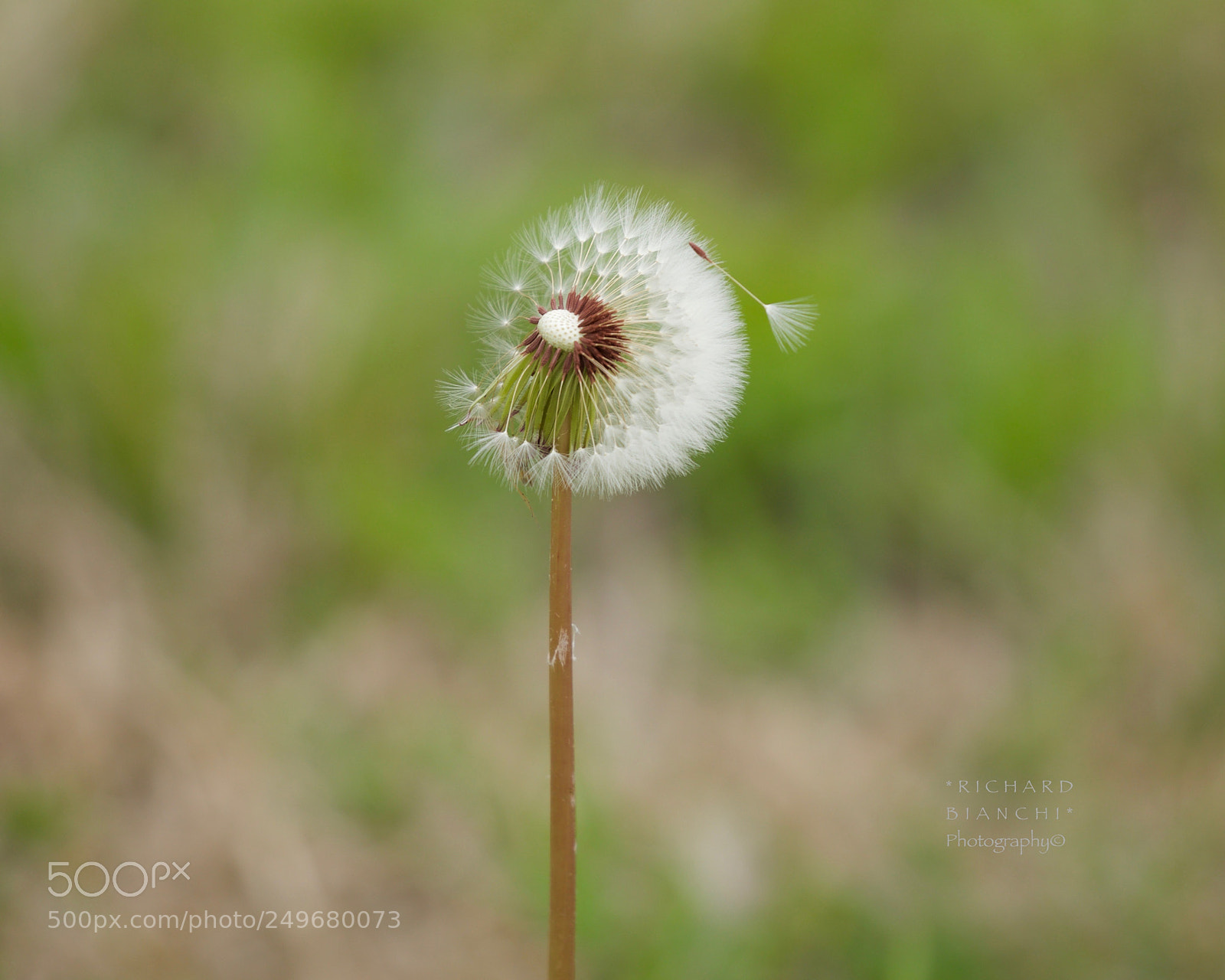 Canon EOS 5D Mark IV sample photo. Delicate dandelion photography